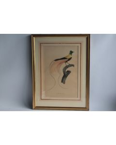 Gravure originale Le Paradis rouge Barraband Perée