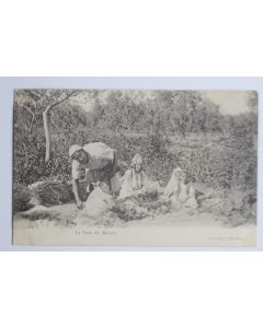 Carte postale ancienne La tonte des moutons Algérie