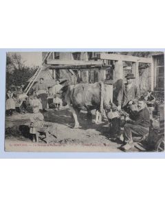 CPA En Morvan Un ferrage de vaches