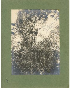 Photographie Ancienne Guerre Marty Courtisols Juillet 1915