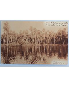 CPA Monte de Palmas en la orilla de un riacho en el Paraguay