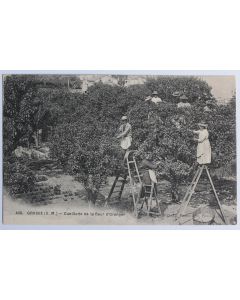 CPA Alpes-​Maritimes Grasse Cueillette de la fleur d'Oranger