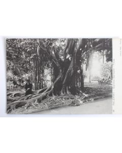 Carte postale ancienne Italie Palermo Giardino Garibaldi Ficus