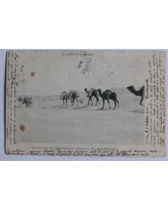 CPA Algérie pittoresque Caravane de Chameaux allant à El-Kantara