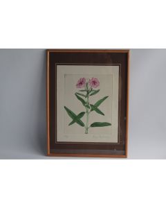 Gravure originale Roger Descombes Fleurs Phlox Botanique