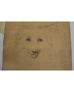 Dessin original Chien Spitz