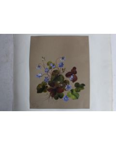 Peinture gouache Hépatiques A. W. XIXe siècle