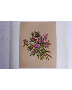 Peinture gouache Rhododendrons A. W. XIXe siècle