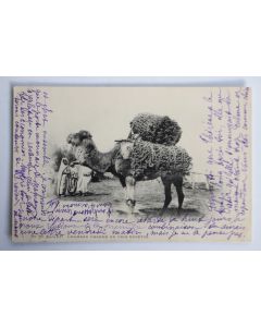 Carte postale ancienne Alger Chameau chargé de crin végétal Algérie