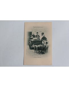 CPA Belgique Laitières Flamandes Attelage de chiens