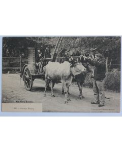CPA Pyrénées-Atlantiques Au Pays Basque Attelage basque Bœufs