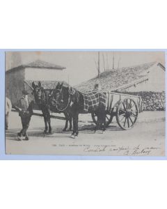 CPA Landes Dax Attelage de Mules