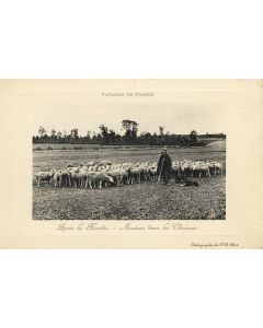 CPA Agriculture Élevage Moutons Après la récolte mutons dans les chaumes Paysage France