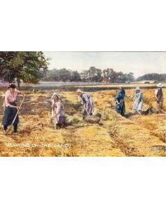 CPA Agriculture Culture Working on the land Femmes agricultrices travail aux champs