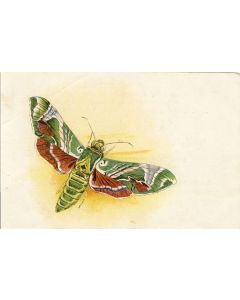CPA illustrée Papillon Ville Genève Publicité Cordonnerie Morel Butterflies