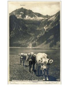 CP Tirol Agriculture Troupeau de vaches Alpages Montagne Rare