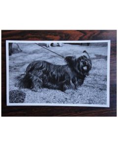 CP Photo Animaux Chien de race Concours