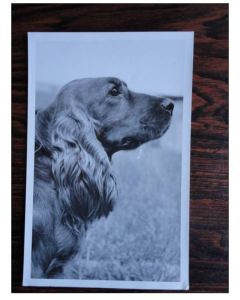 CP Photo Animaux Chien de race Concours Cocker
