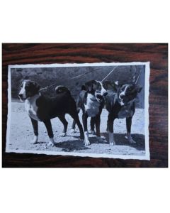 CP Photo Animaux Chien Concours Élevage Bouvier d´Appenzell