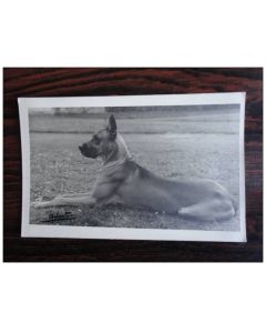 CP Photo Animaux Chien de Concours Dogue Allemand