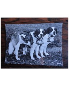 CP Photo Animaux Chien de Concours St Bernard