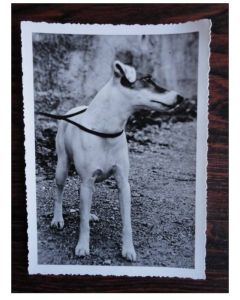 CP Photo Animaux Chien Concours Terrier Jack Russel