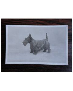 CP Photo Animaux Chien de Concours Scottish