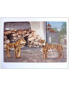Carte Postale Suisse Basel Bâle Tigre Tiger Zoolog Garten Jardin Zoologique Zoo