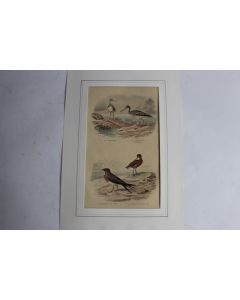 Gravure oiseaux marins TRAVIES Histoire naturelle BUFFON
