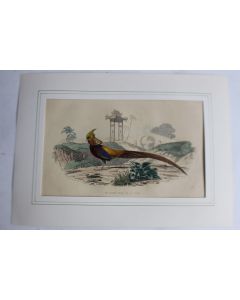 Gravure Faisan doré TRAVIES Histoire naturelle BUFFON
