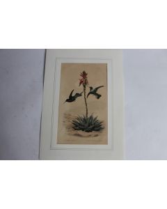 Gravure oiseaux Colibri TRAVIES Histoire naturelle BUFFON