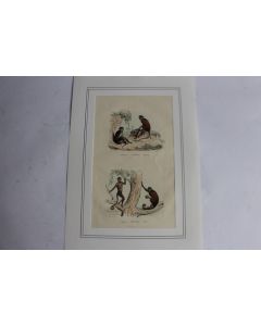 Gravure Macaques TRAVIES Histoire naturelle BUFFON