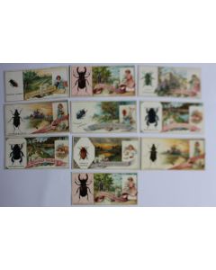 Chromos Chocolat SUCHARD insectes (10)