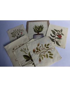 Dessins originaux botaniques fleurs