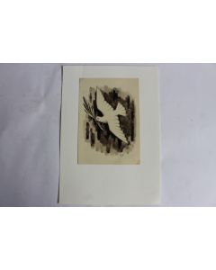 Dessin original encre Colombe paix rameau olivier