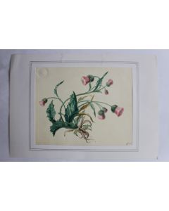 Aquarelle originale fleur chardon