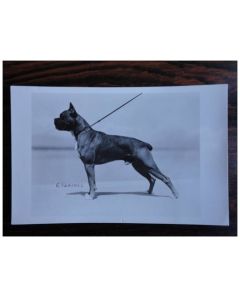 CP Photo Animaux Chien de Concours Boxer Champion