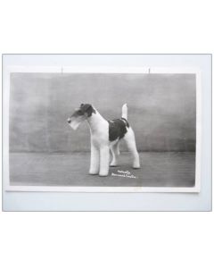 CP photo Animaux Chien de concours Fox à poil dur