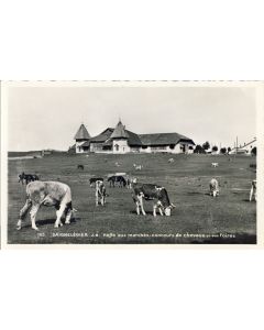 CP Suisse Jura Saignelégier Halle aux marchés Concours de chevaux