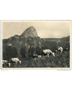 CP Suisse Vaud Dent de Jaman pâturage agriculture vaches