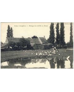 CPA 01 AIN Scènes champêtres Élevage volailles Bresse
