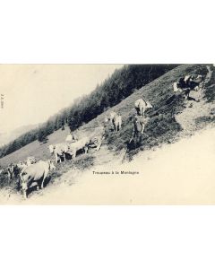 CPA Agriculture Elevage Troupeau de vaches Fidèle à sa terre Paysan montagne Alpage