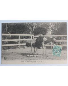 CPA Alpes-Maritimes Ferme d'Autruches Nice La Famille future