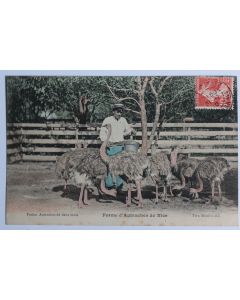 CPA Alpes-Maritimes Ferme d'Autruches Nice Petites autruches deux mois