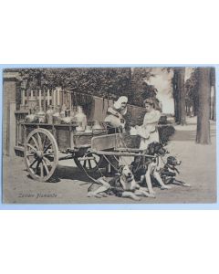 CPA Belgique Laitière Flamande Attelage de chiens