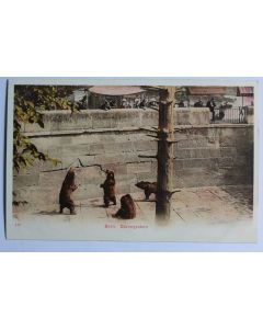 CPA Berne Bärengraben Fosse aux Ours Suisse