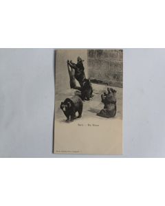 CPA Berne Die Bären Fosse aux Ours Suisse