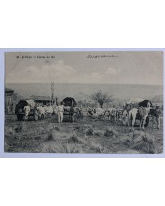 CPA Brésil Sao Paulo Carros de Boi Charrettes à bœufs Attelage