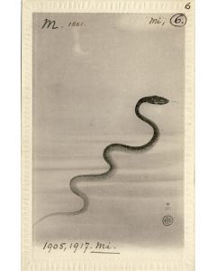 CPA Carte Postale illustrée Signe chinois Année du SERPENT