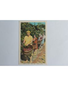 CPA Costa Rica Cogida de café Picking coffee
